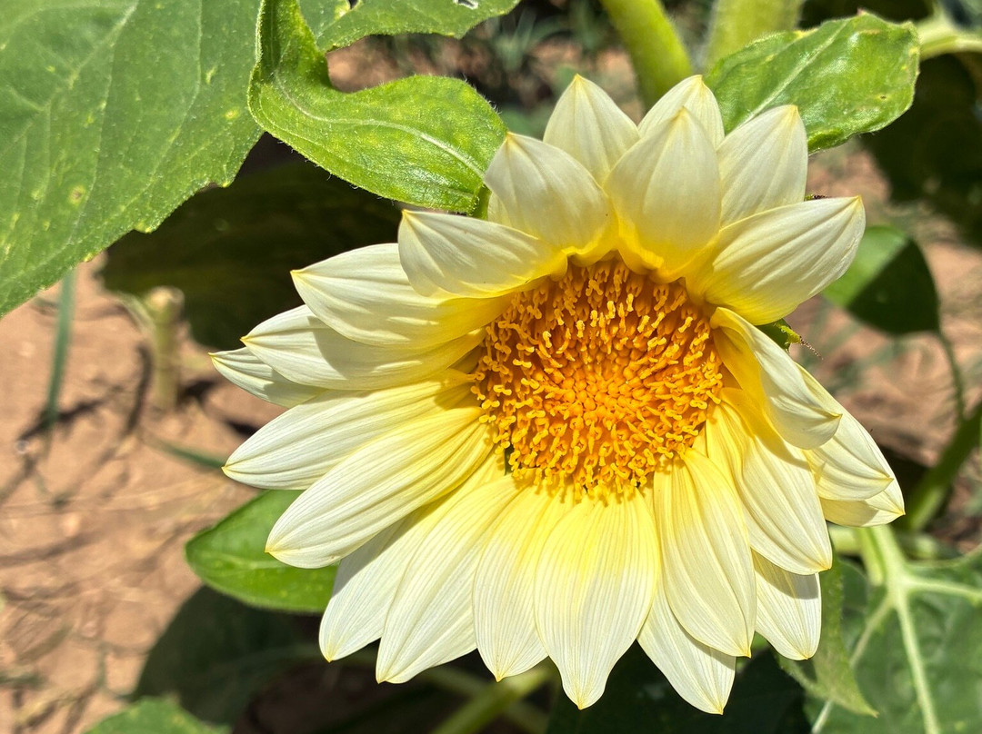 Sweet Berry Farm-Marble Falls必去景点