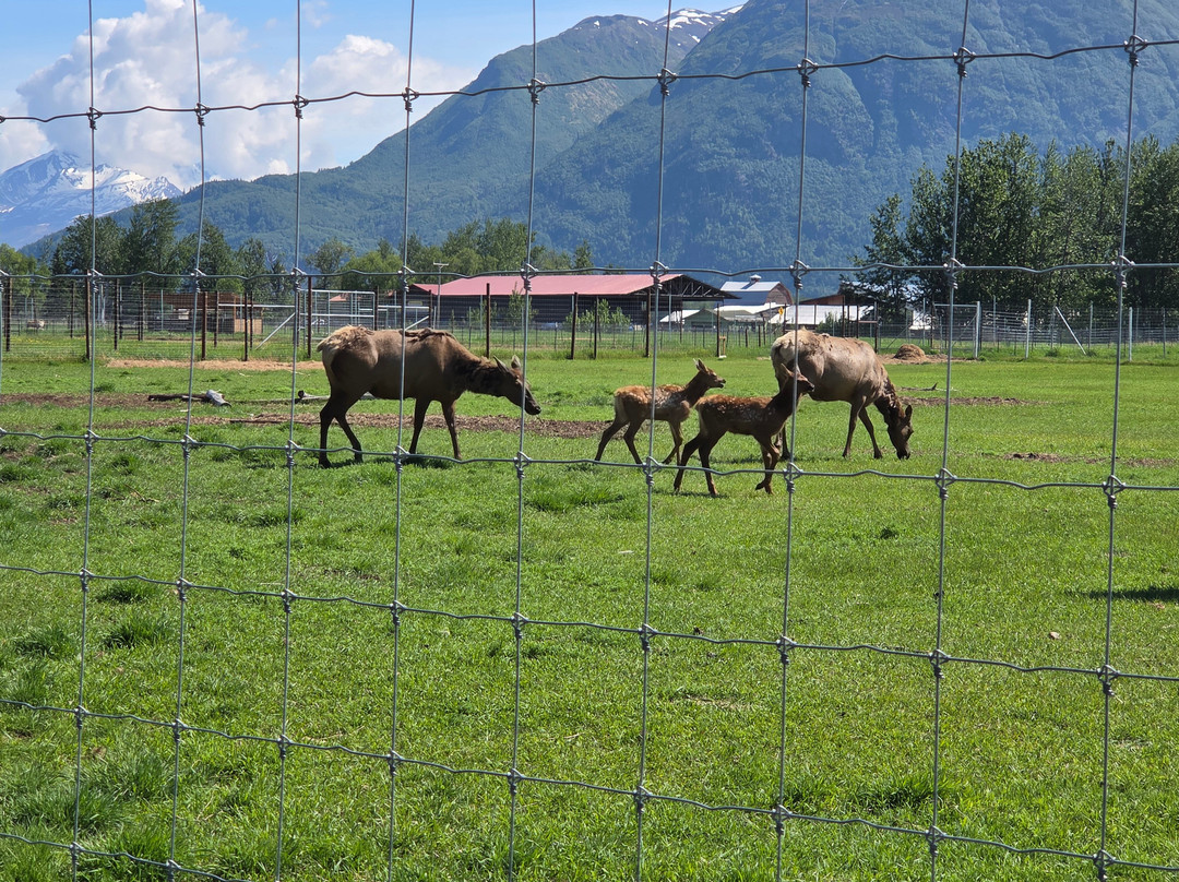 Reindeer Farm-帕尔默必去景点