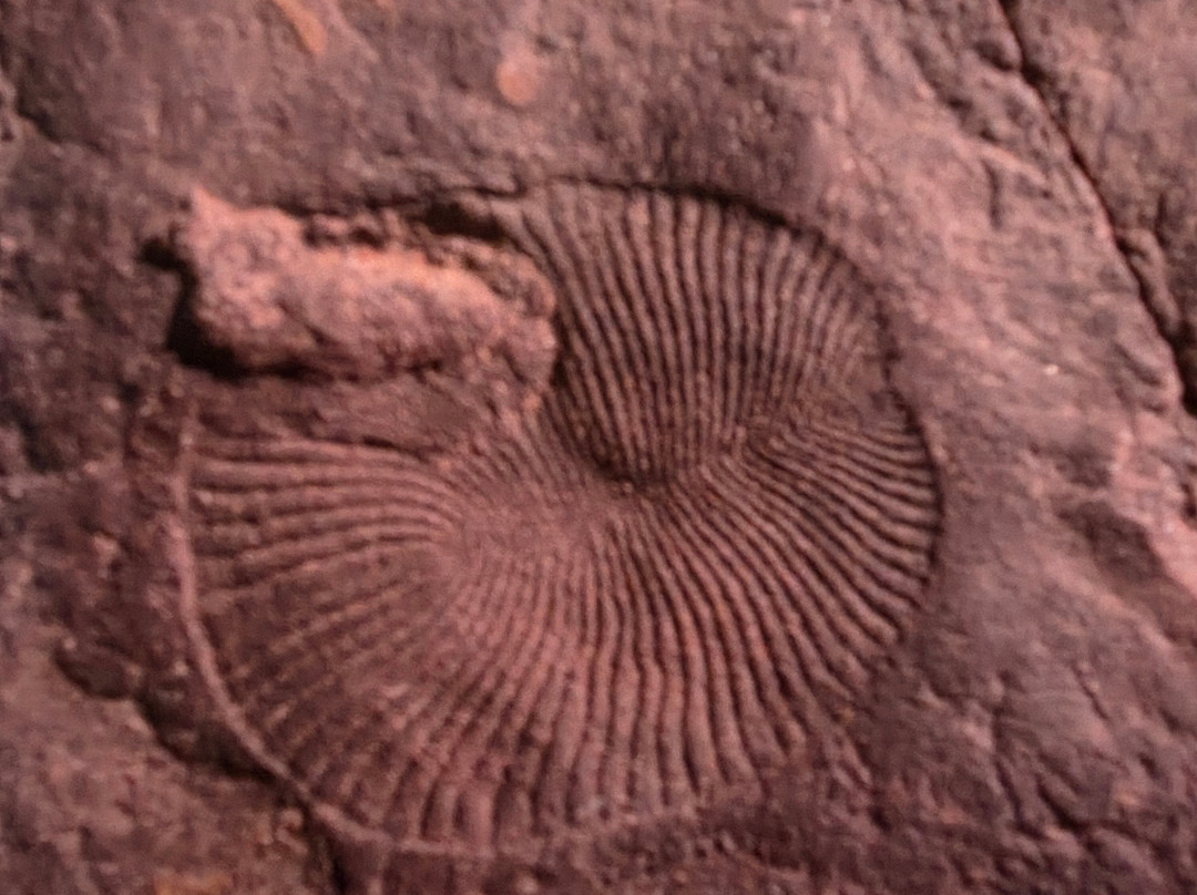 Nilpena Ediacara National Park-Nilpena必去景点