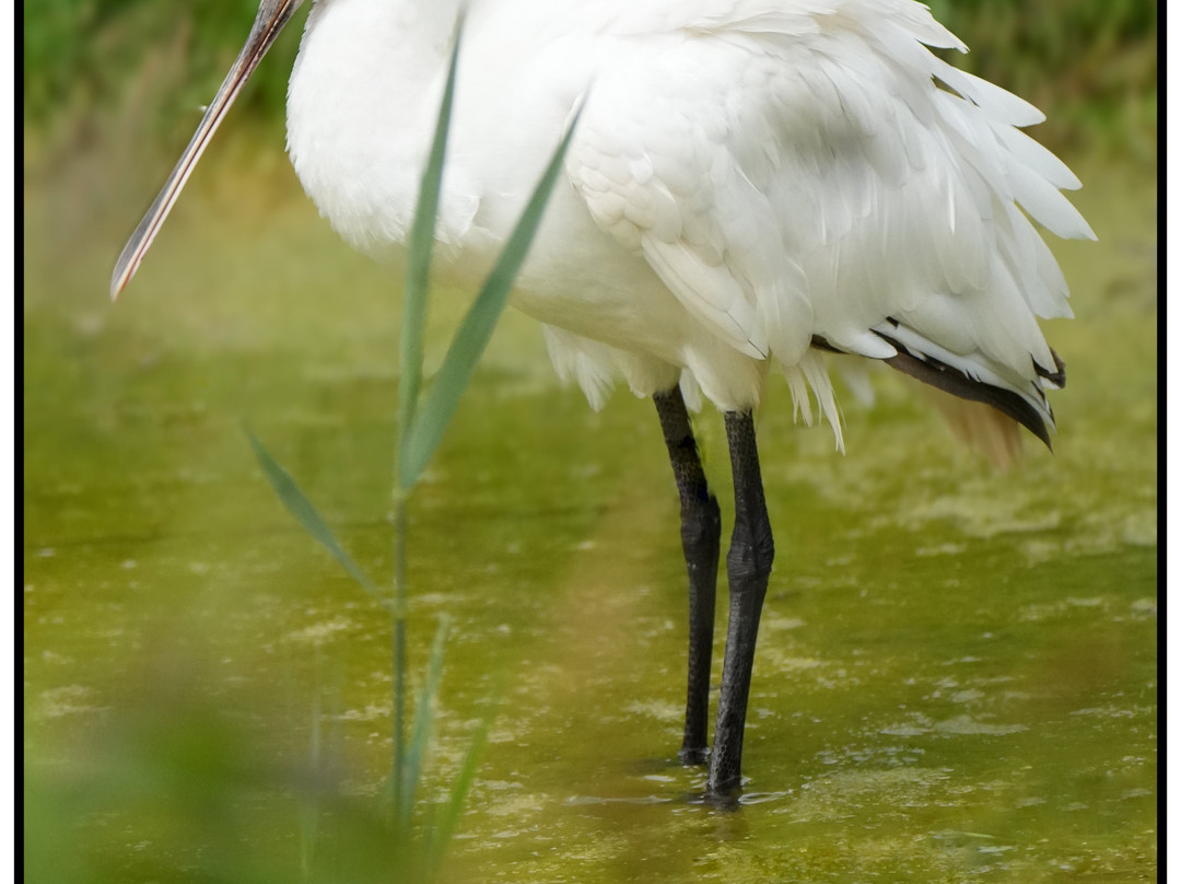 WWT Slimbridge Wetland Centre-Slimbridge必去景点