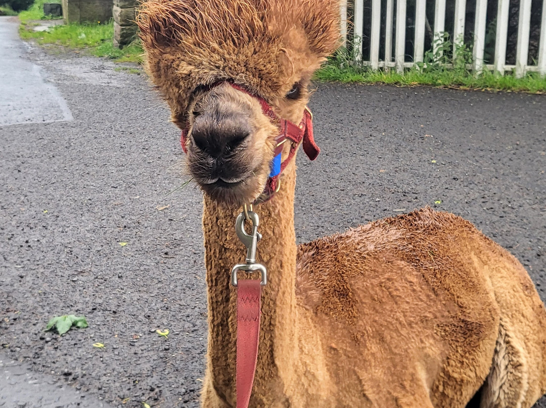 BobCat Alpacas-爱丁堡必去景点