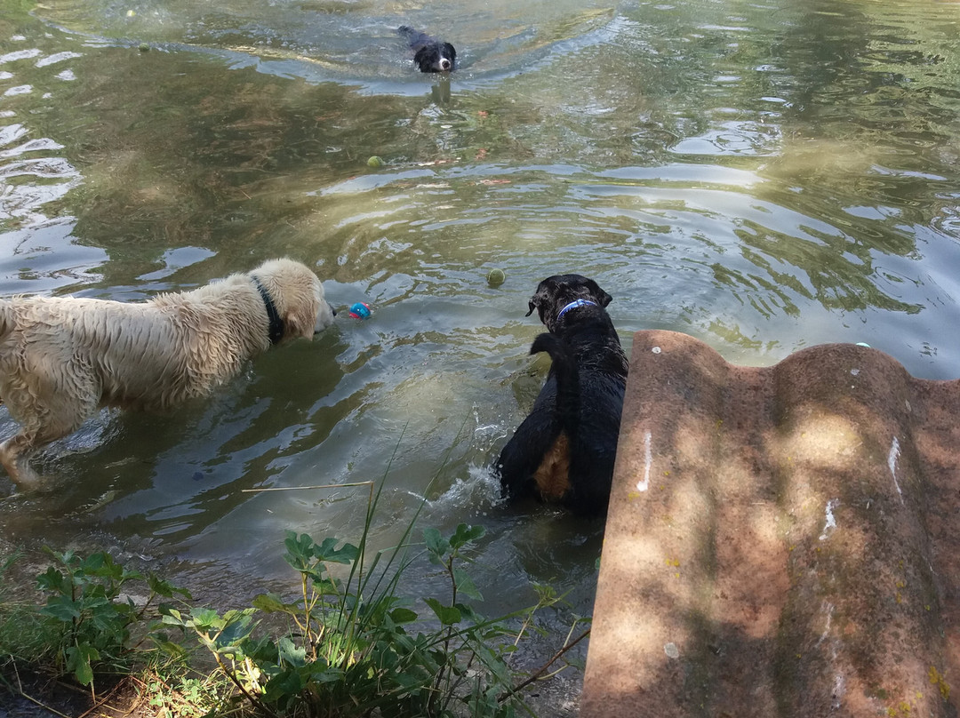 La Pisciculture Du Pont De Caylus-Villeneuve les Beziers必去景点