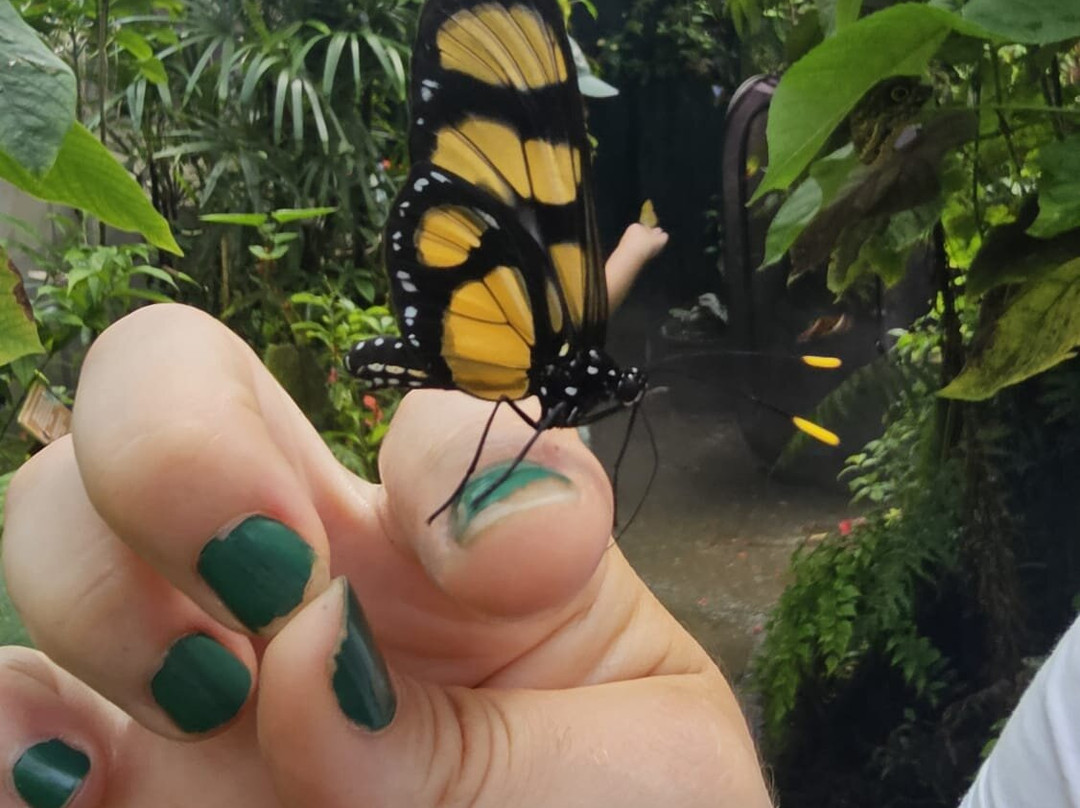 Magic of Life Butterfly House-Cwmbrwyno必去景点