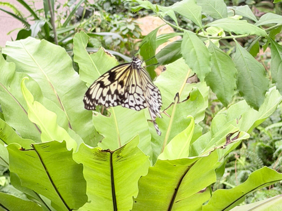 Butterfly Pavilion-威斯敏斯特必去景点