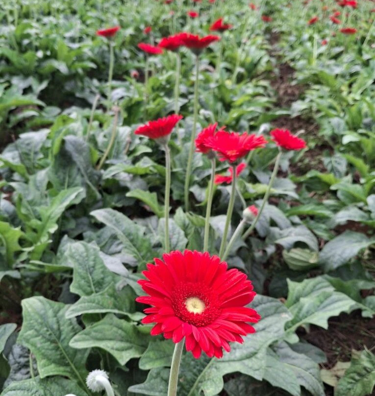 DaLat Day Tours-大勒必去景点