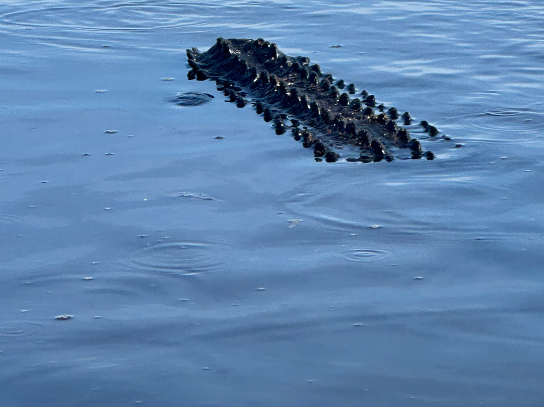 Master Gator Airboat Tours of Palm Beach County-西棕榈滩必去景点