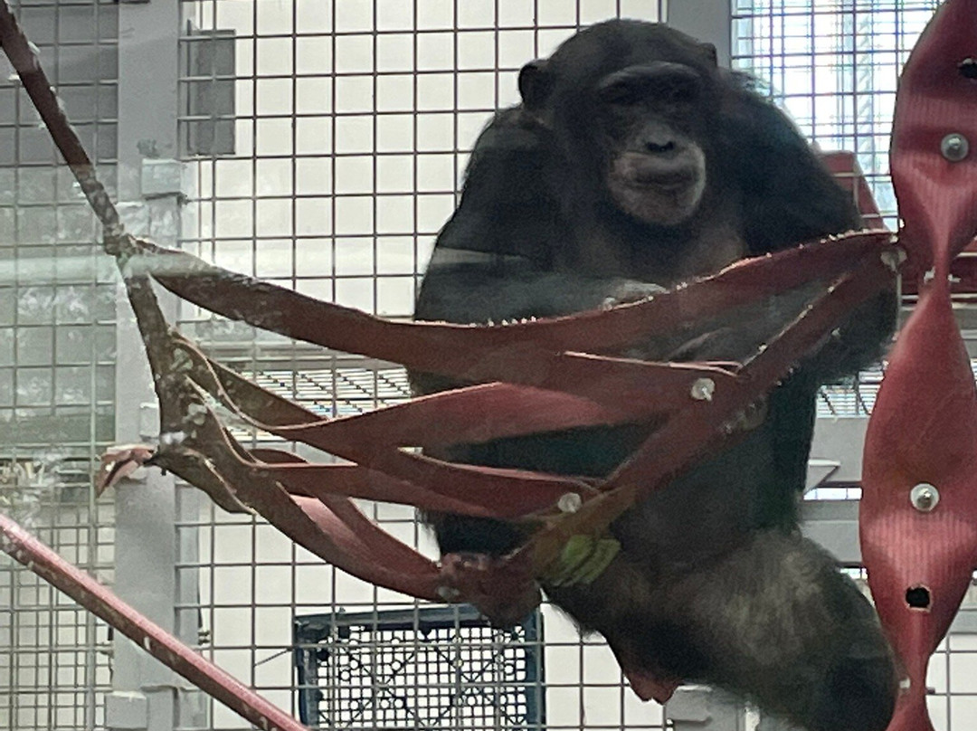 Colchester Zoo-科尔切斯特必去景点