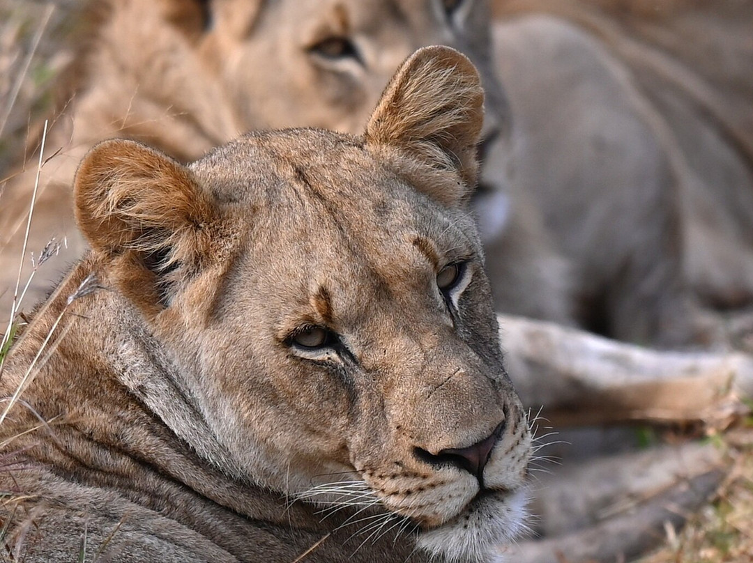 Bayala Private Safari Lodges主图