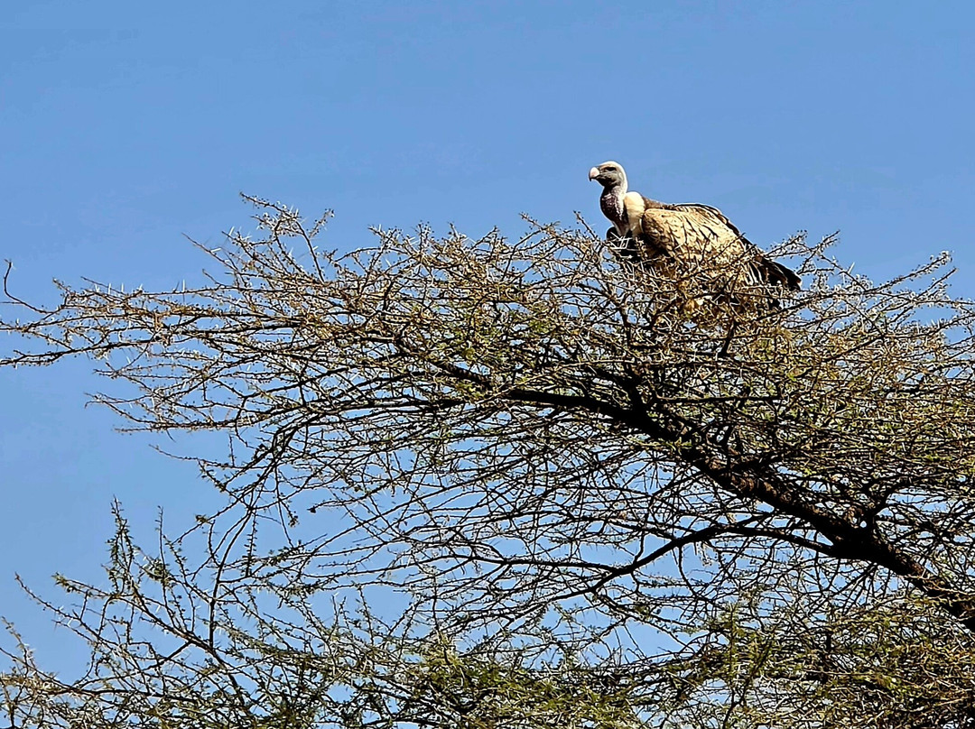 Buffalo Springs National Reserve-Buffalo Springs Game Reserve必去景点