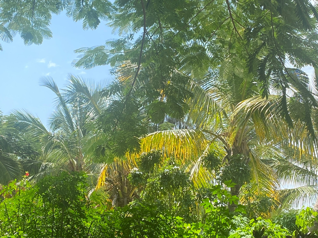 Suley Taxi Driver Zanzibar and Tours-孥归必去景点