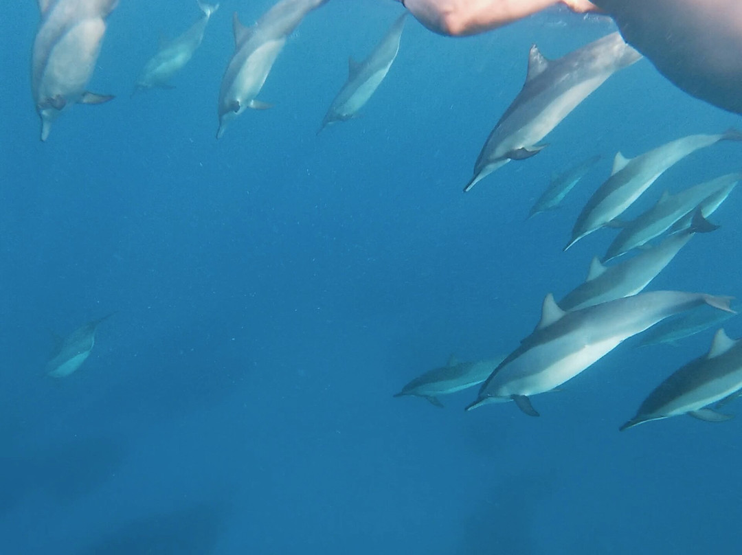 Dolphin Warrior-La Gaulette必去景点