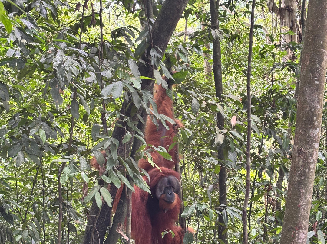 Sumatra Orangutan Explore-武吉拉旺必去景点