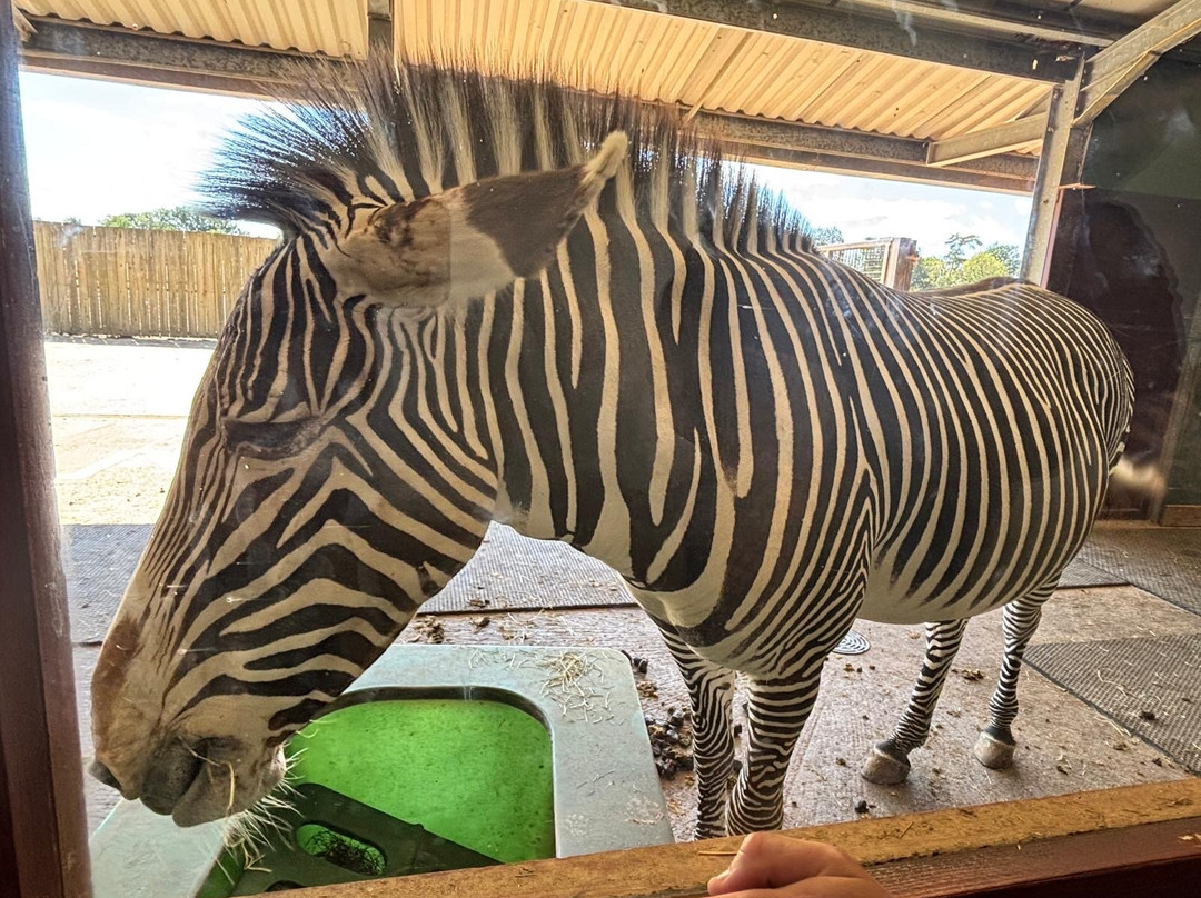Whipsnade Zoo-邓斯特布尔必去景点