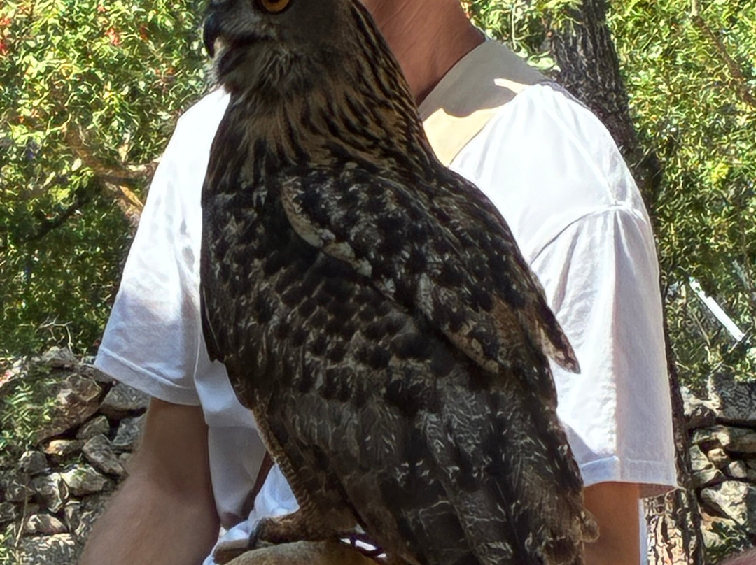 Sokolarski Raptor Centre-希贝尼克必去景点