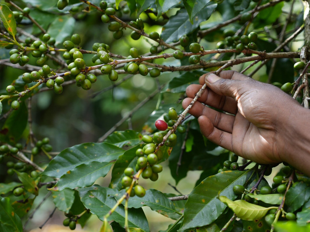 Liyu Ethiopia Tours-亚的斯亚贝巴必去景点