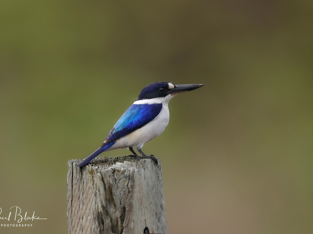 Fine Feather Tours-Mossman必去景点