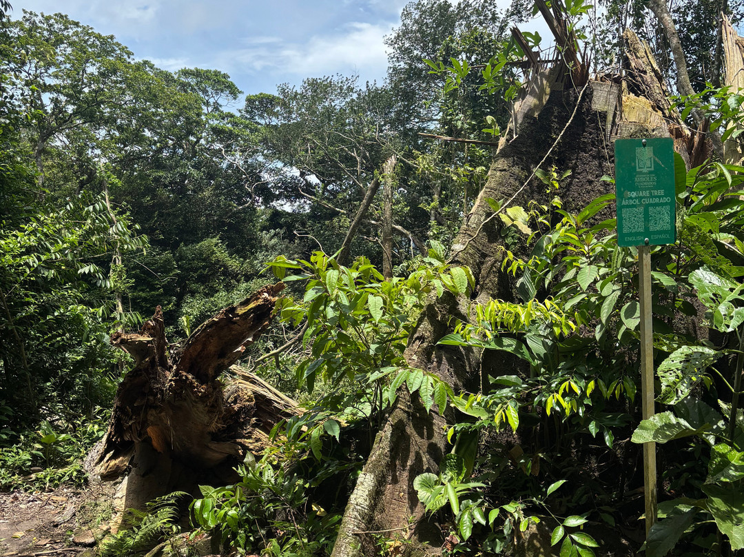 Square Trees Nature Trail Arboles Cuadrados-安东谷必去景点