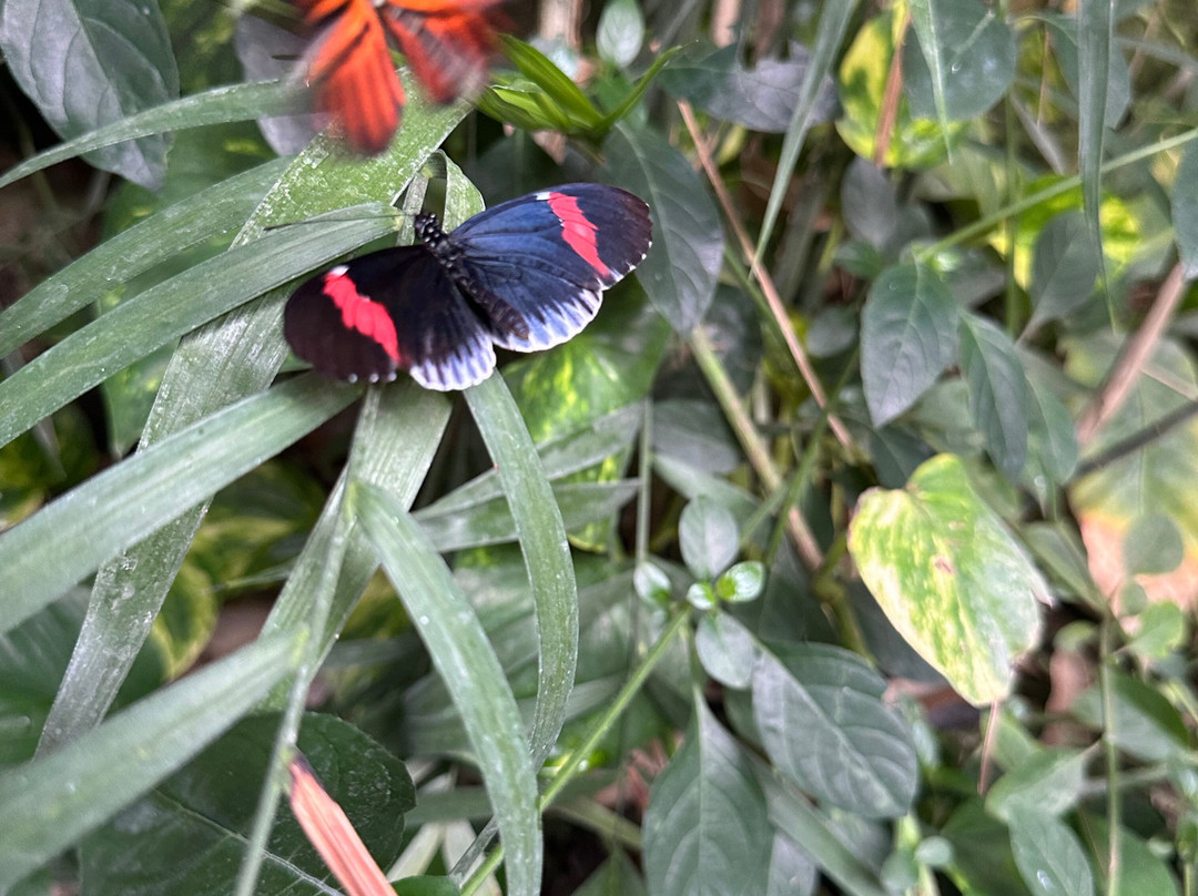 Stratford Butterfly Farm-埃文河畔斯特拉特福必去景点