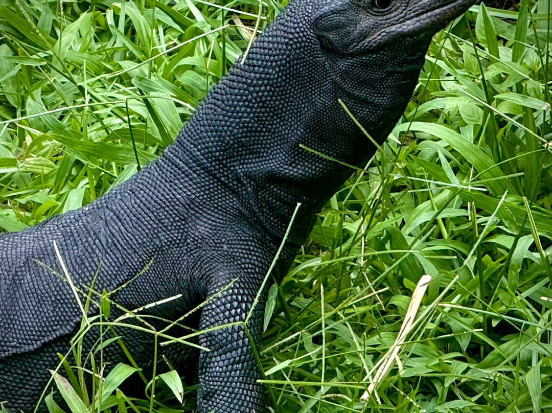 Parque Reptilandia-主日镇必去景点
