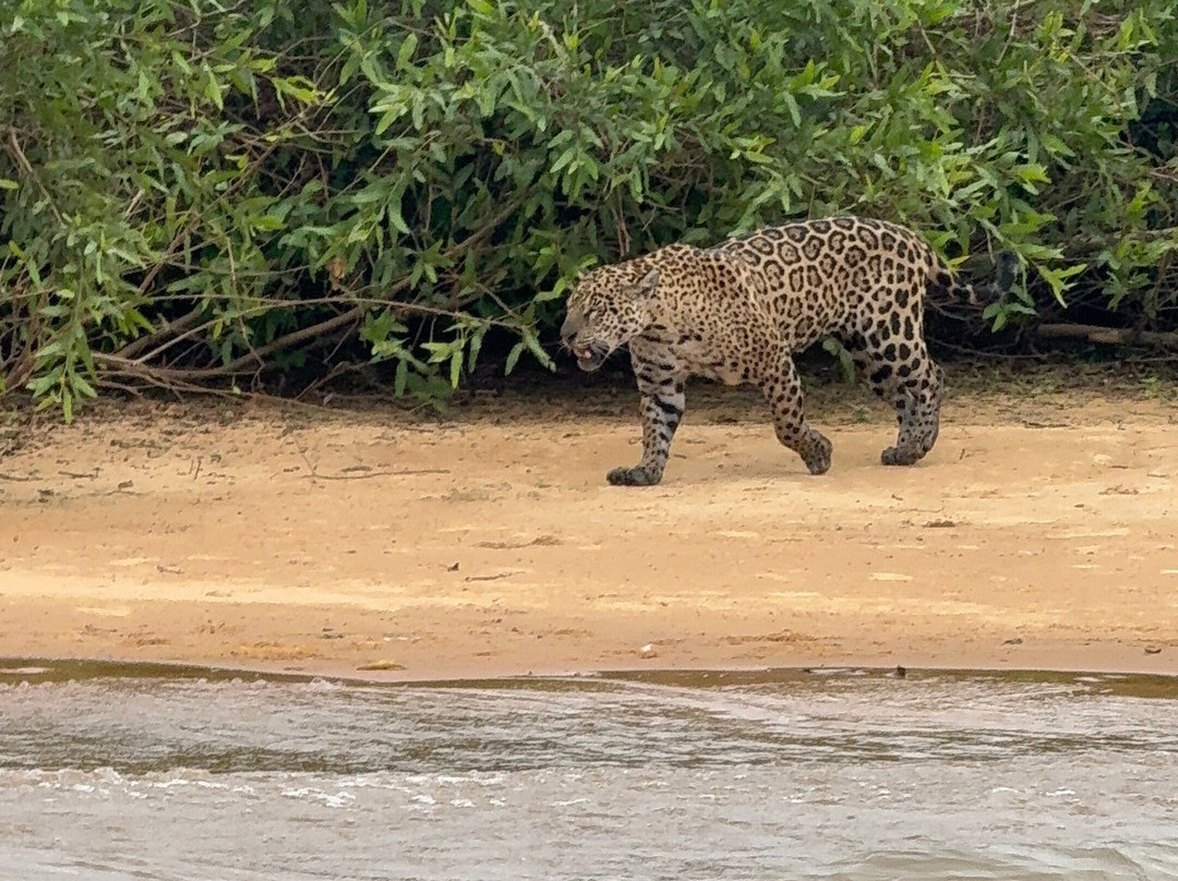 Wetland Jaguar Experience-波科内必去景点