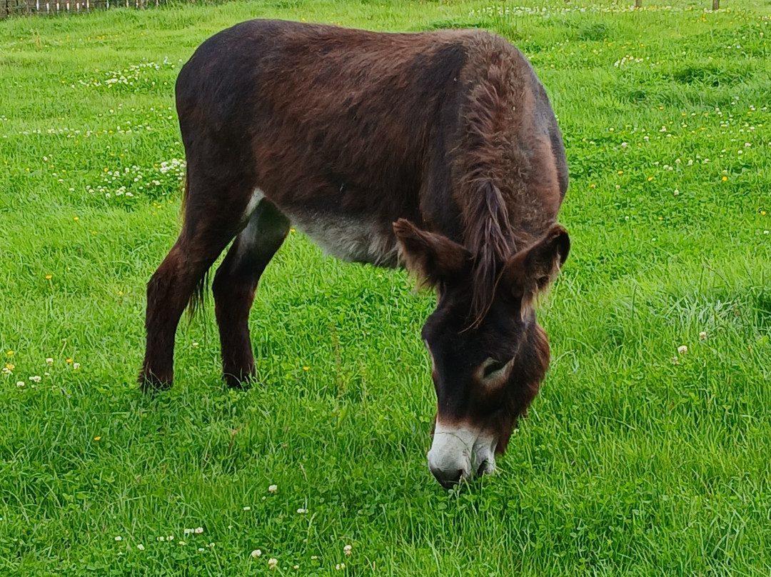 Donegal Donkey Sanctuary-Raphoe必去景点
