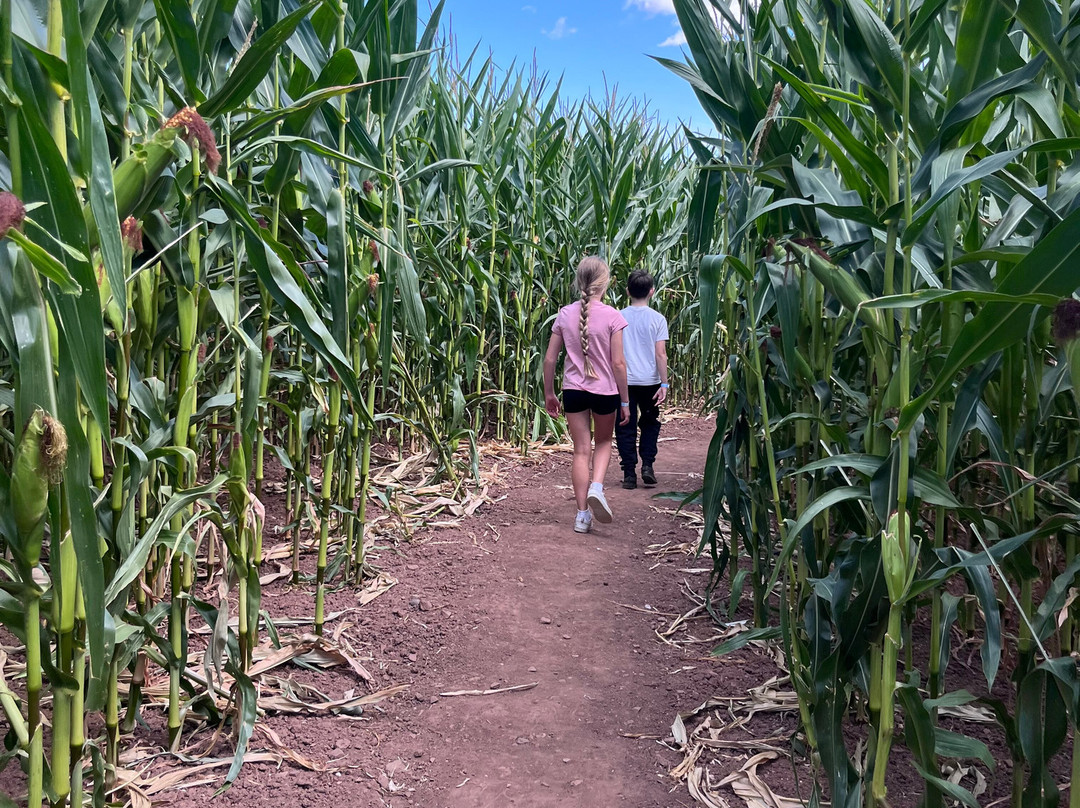 Elton Farm Maize Mazes-Newnham-on-Severn必去景点
