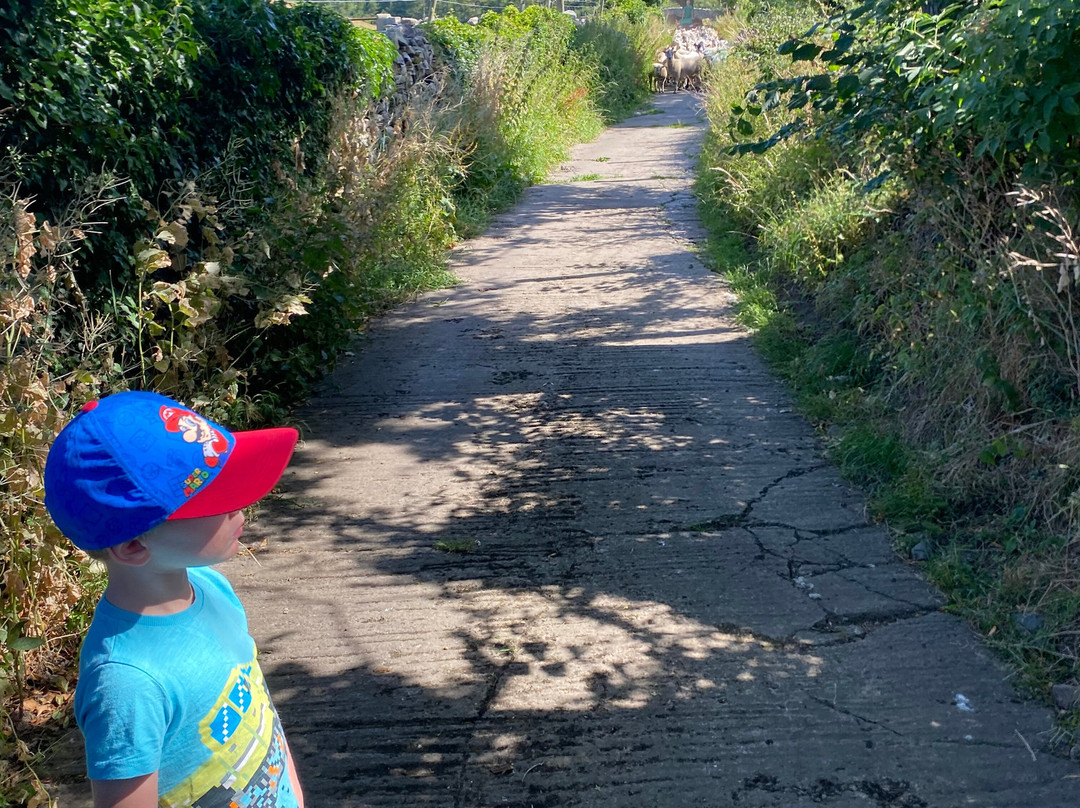 The Wensleydale Experience-West Witton必去景点