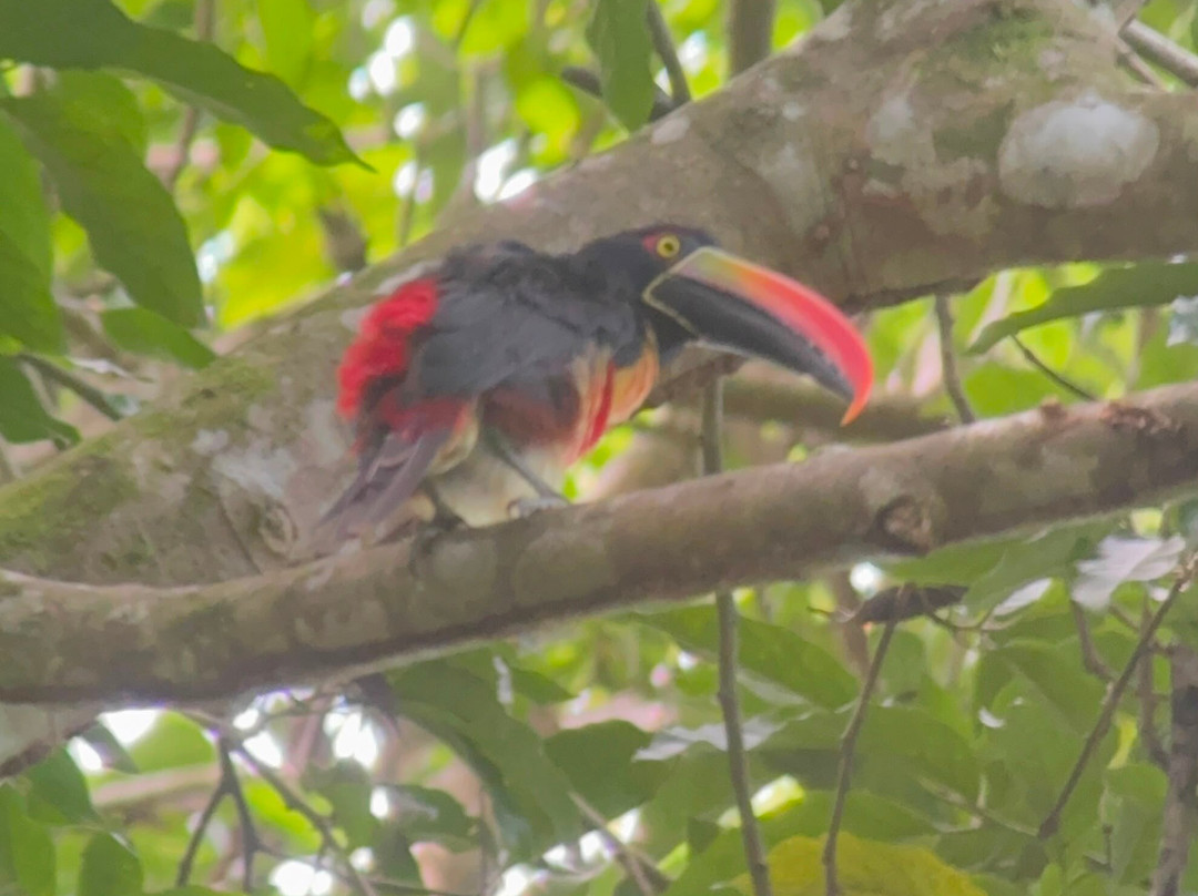 Manuel Antonio National Park-哥斯达黎加安东尼奥国家公园必去景点