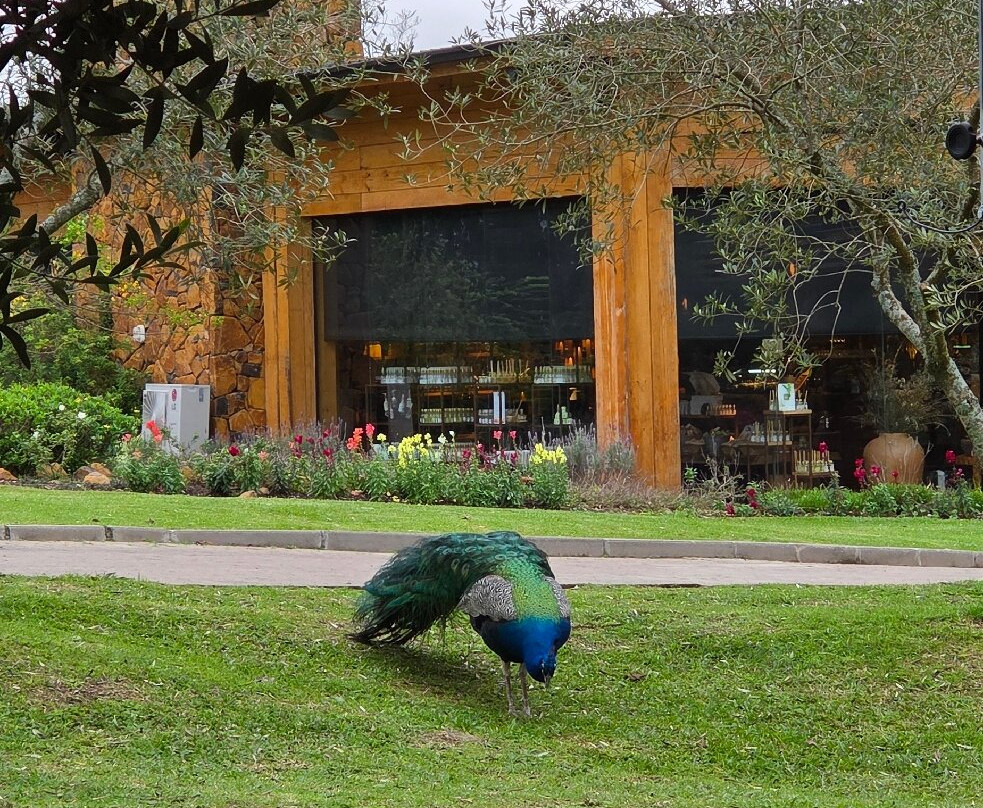 Parque Olivas de Gramado-格拉玛多必去景点