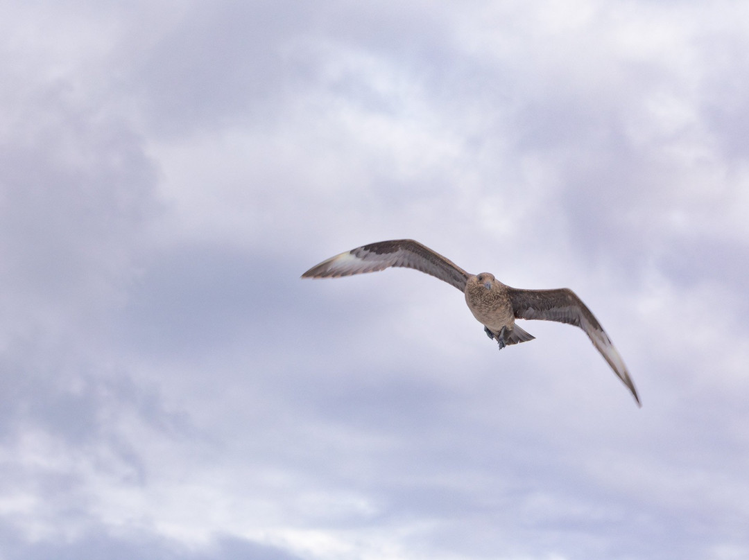 Seabirds and Seals - The Original Noss Boat Tours-Lerwick必去景点