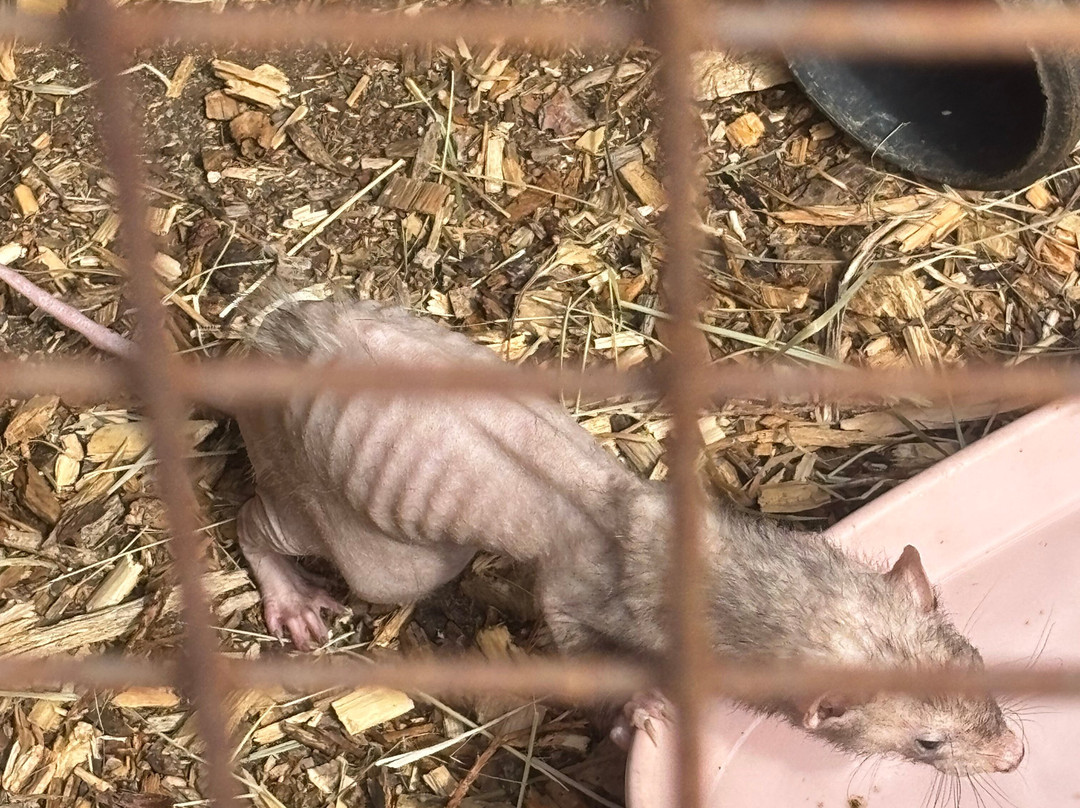 Greenacres Animal Park-Deeside必去景点