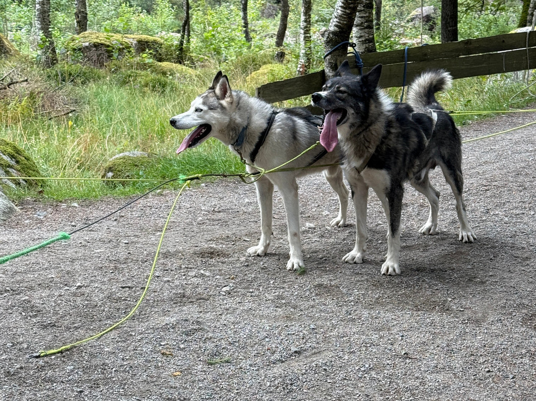 Sirdal Husky Farm-Tonstad必去景点