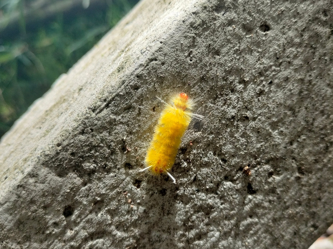 Parque Nacional Rincón de la Vieja-瓜纳卡斯特省必去景点