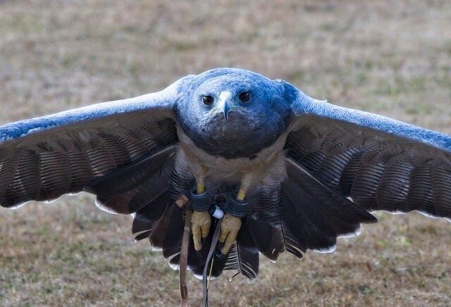 The Hawking Centre-Boughton Lees必去景点