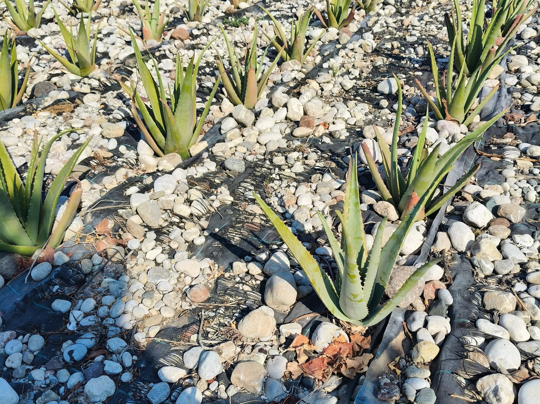 Aloe Vera & Herbal Health Farm-Fanes必去景点