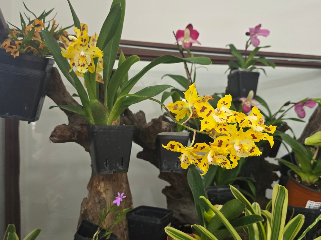 Ecuagenera - Orchids from Ecuador-昆卡必去景点