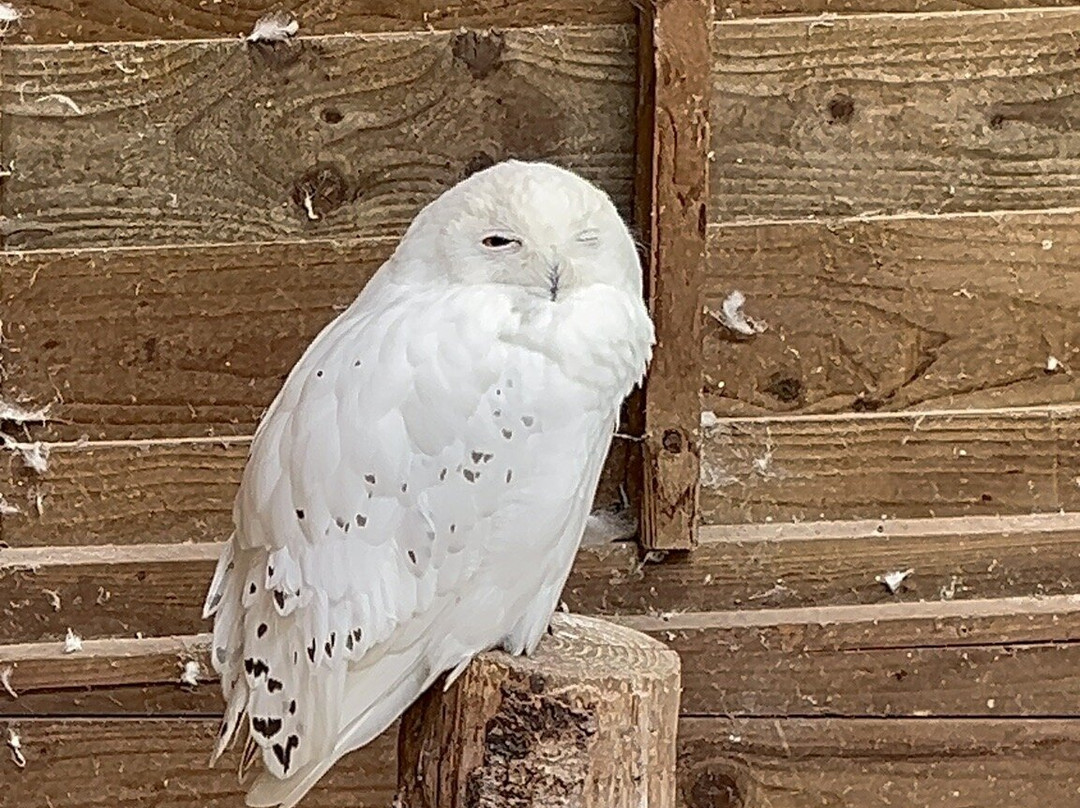 Small Breeds Farm Park-Kington必去景点