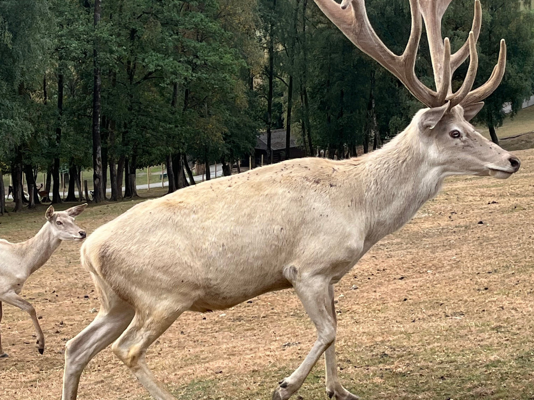 Parc Animalier De Rochehaut-Rochehaut必去景点