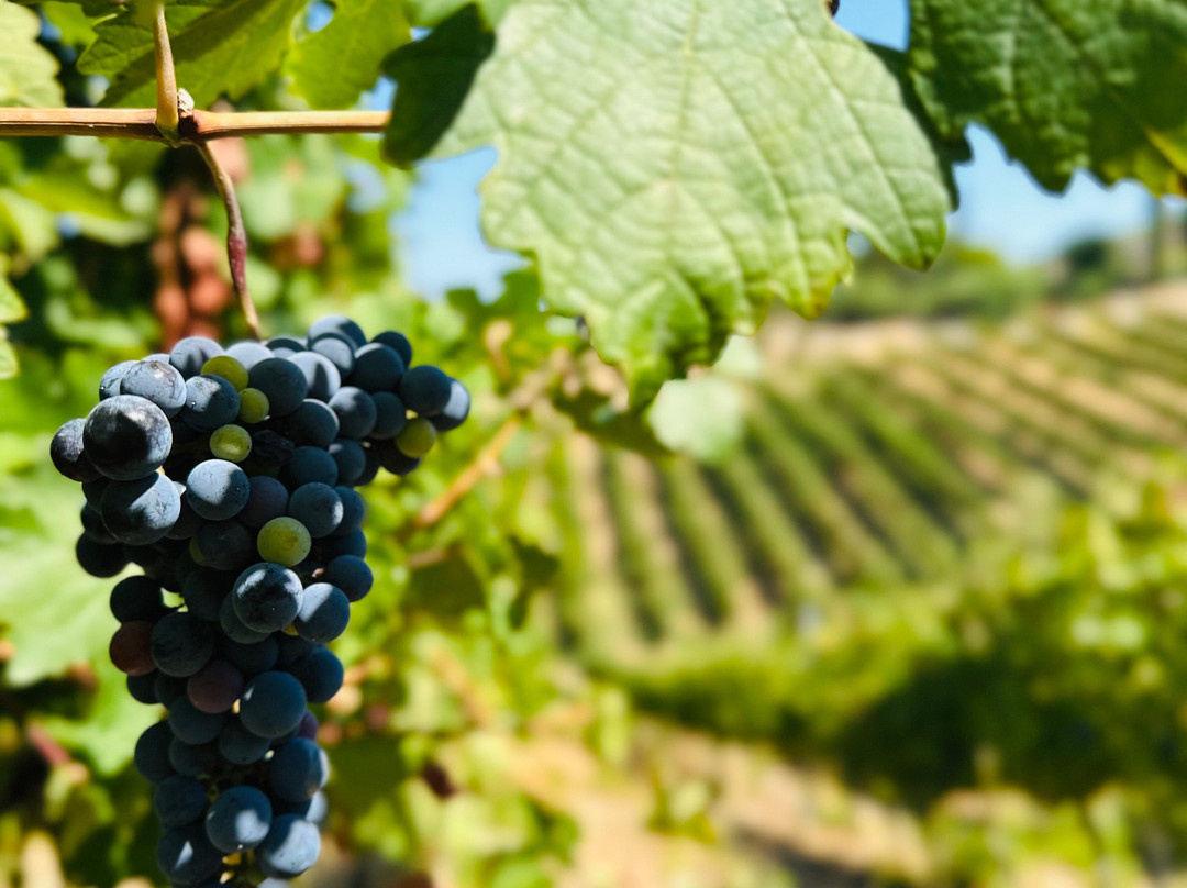 Gillham Vineyard Hotel主图
