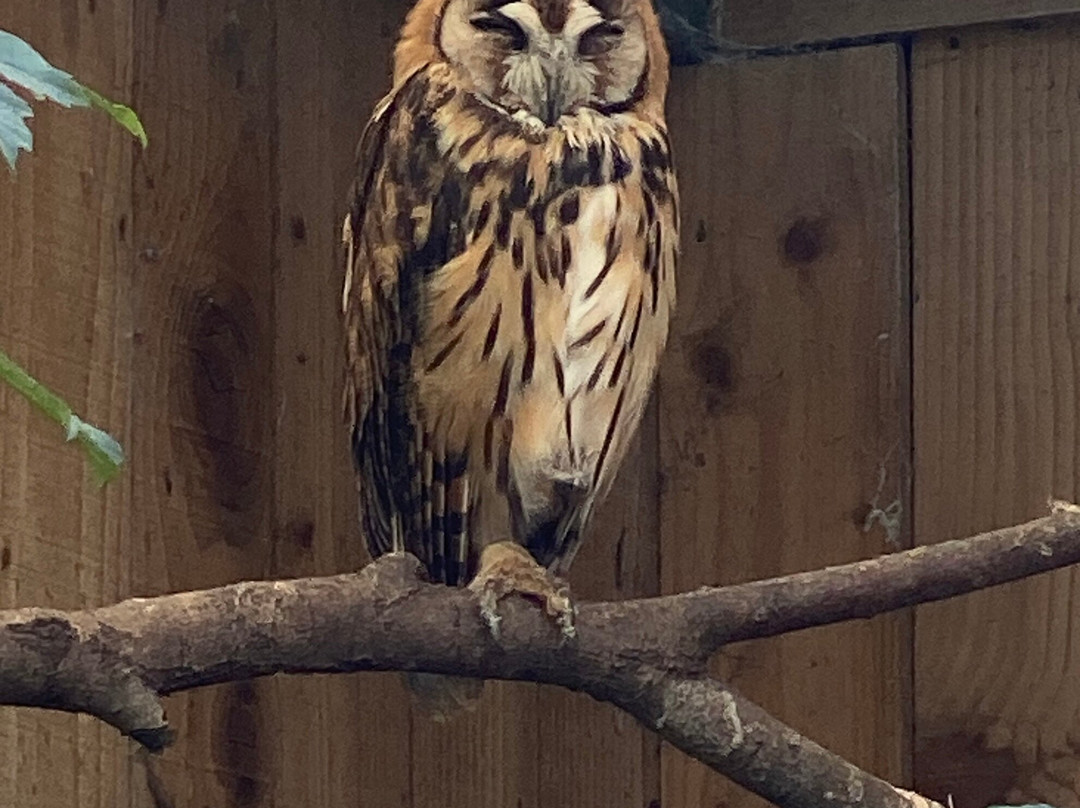 Scottish Owl Centre-Whitburn必去景点