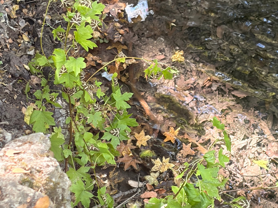 The Valley of the Butterflies-Psinthos必去景点