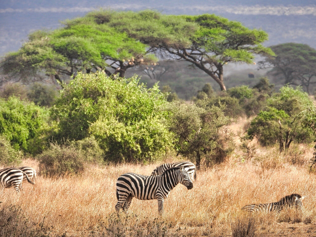 Flexivel Kenya Safaris-内罗毕必去景点