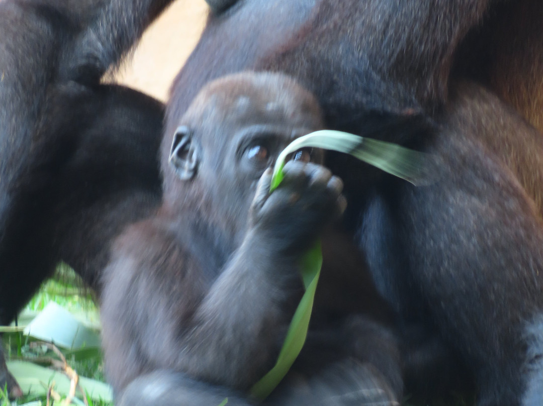 Bioparc Fuengirola-福恩吉罗拉必去景点