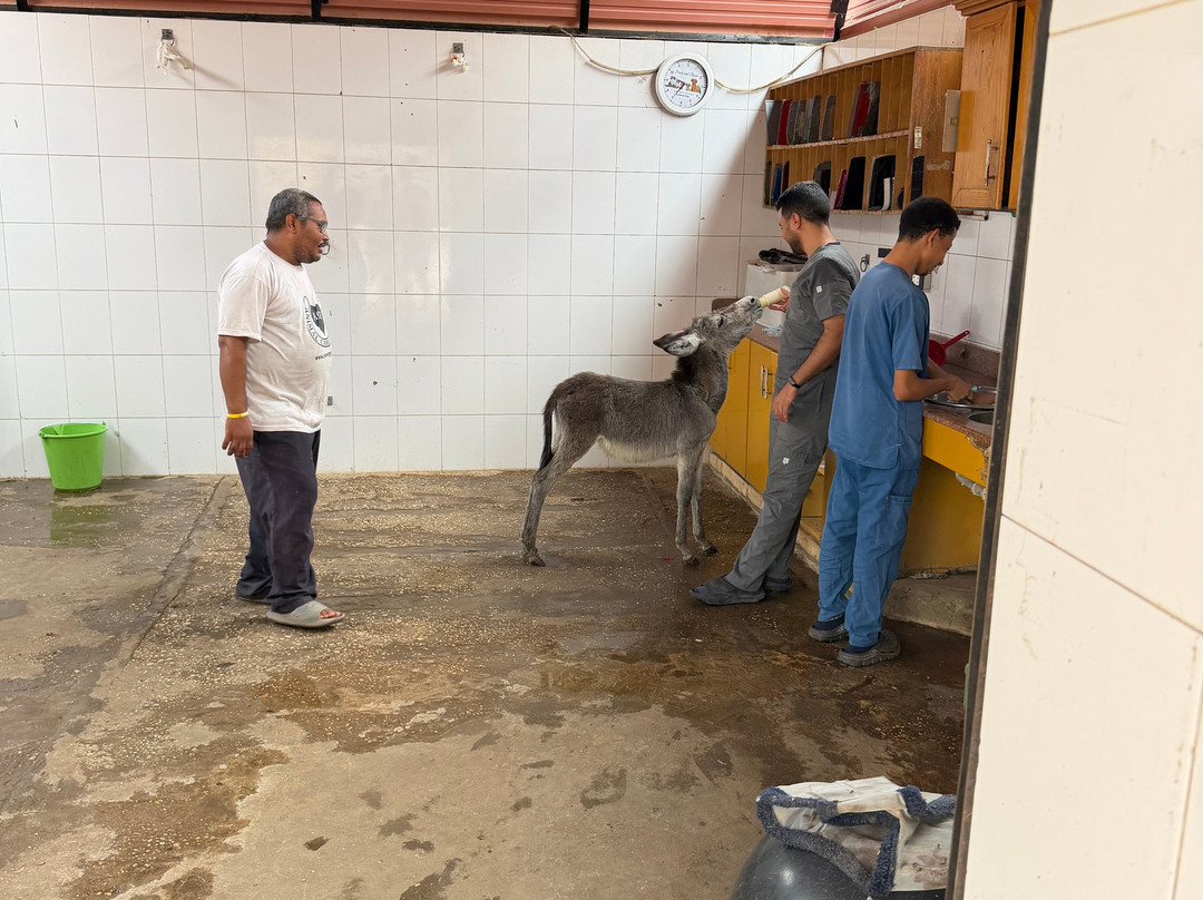 ACE - Animal Care in Egypt-卢克索必去景点