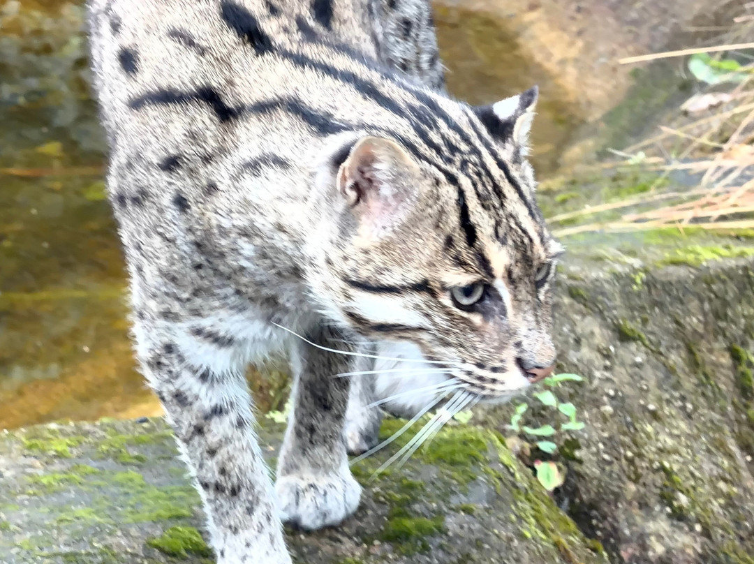 Five Sisters Zoo-West Calder必去景点