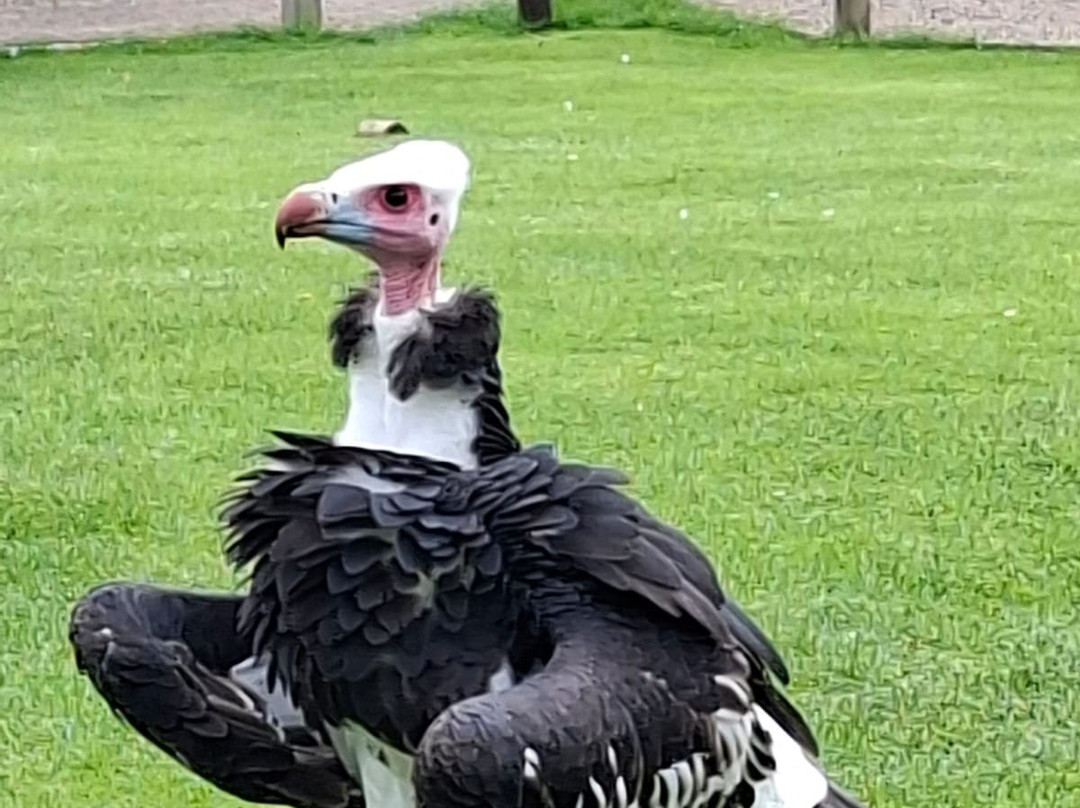 Thirsk Birds Of Prey Centre-瑟斯克必去景点
