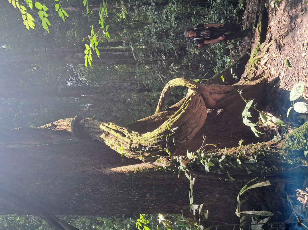 Local Jungle Trekking Guide