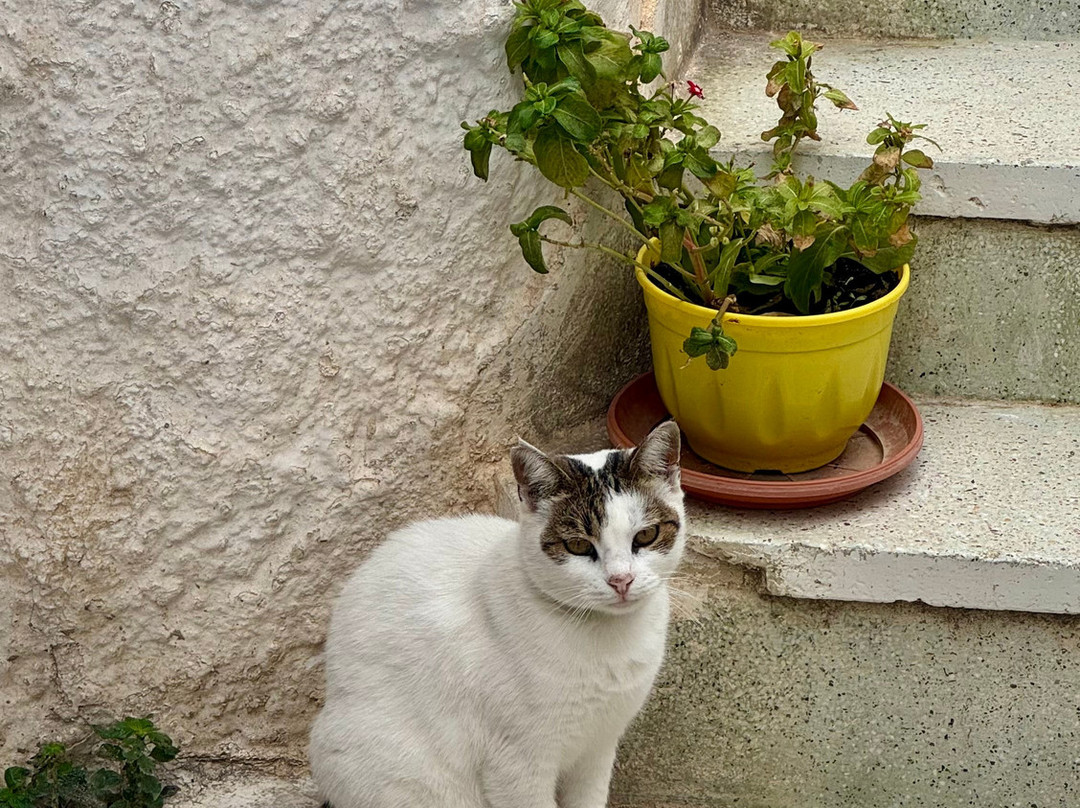 Naxos Old Town-纳克索斯必去景点