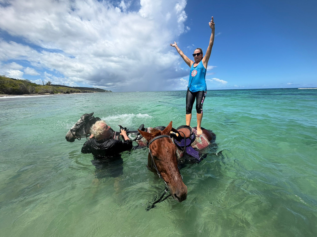 Equus Rides Horseback Riding St. Croix-Frederiksted必去景点
