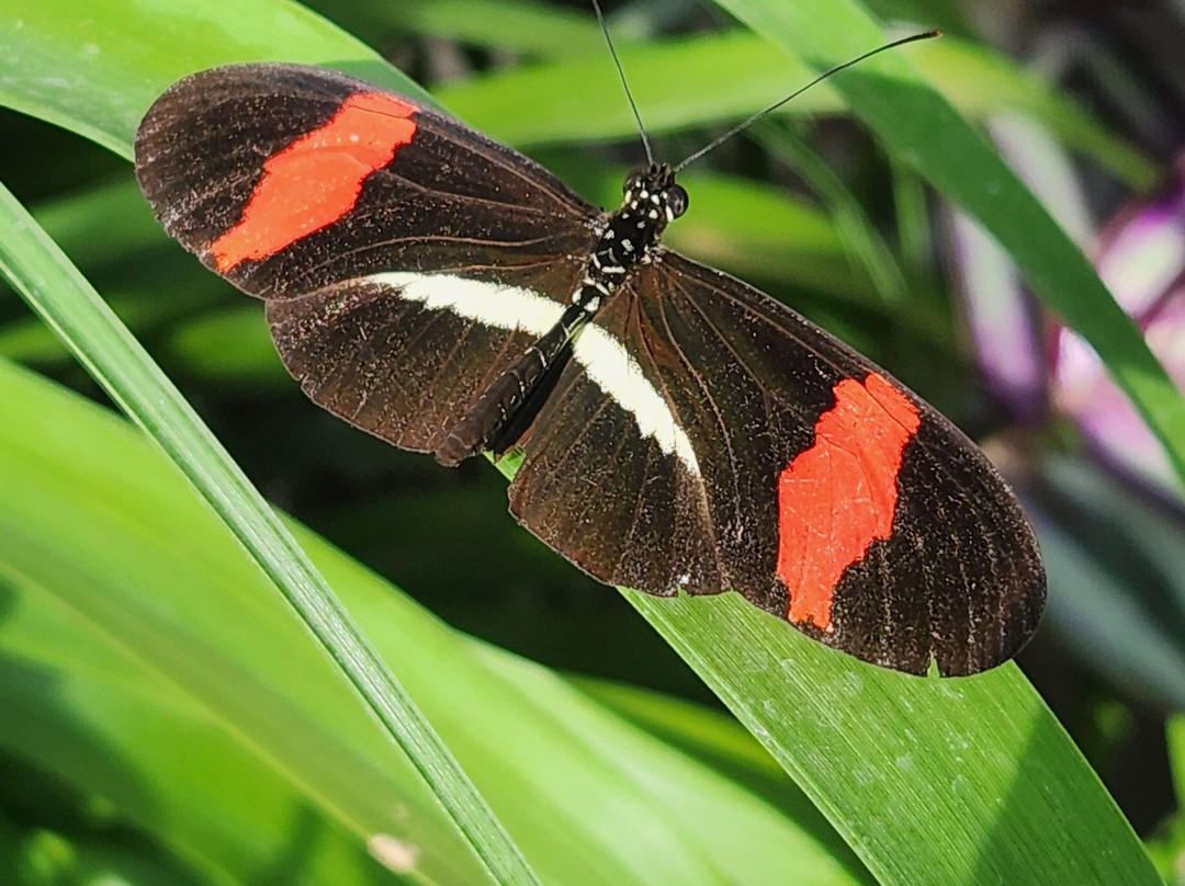 Wings of Mackinac Butterfly Conservatory-麦其诺岛必去景点
